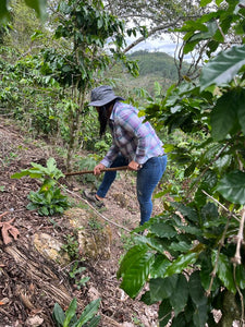 Honduras Galeas Family Women's Lot - 2025 Edition | Direct Source (Light Roast)